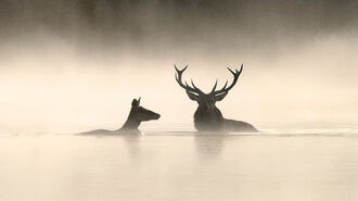 Whispers in the Woods 