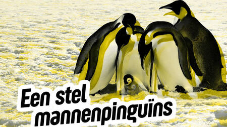 Een stel mannenpinguïns