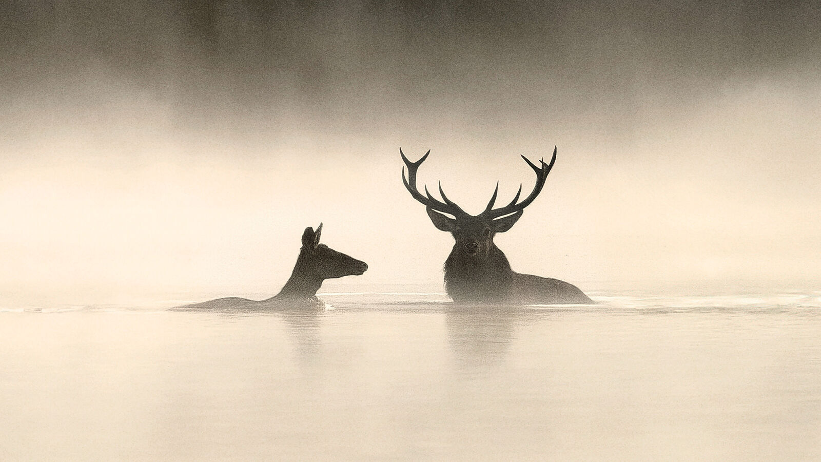 Whispers in the Woods