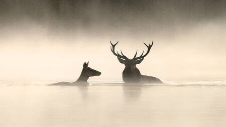 Whispers in the Woods 